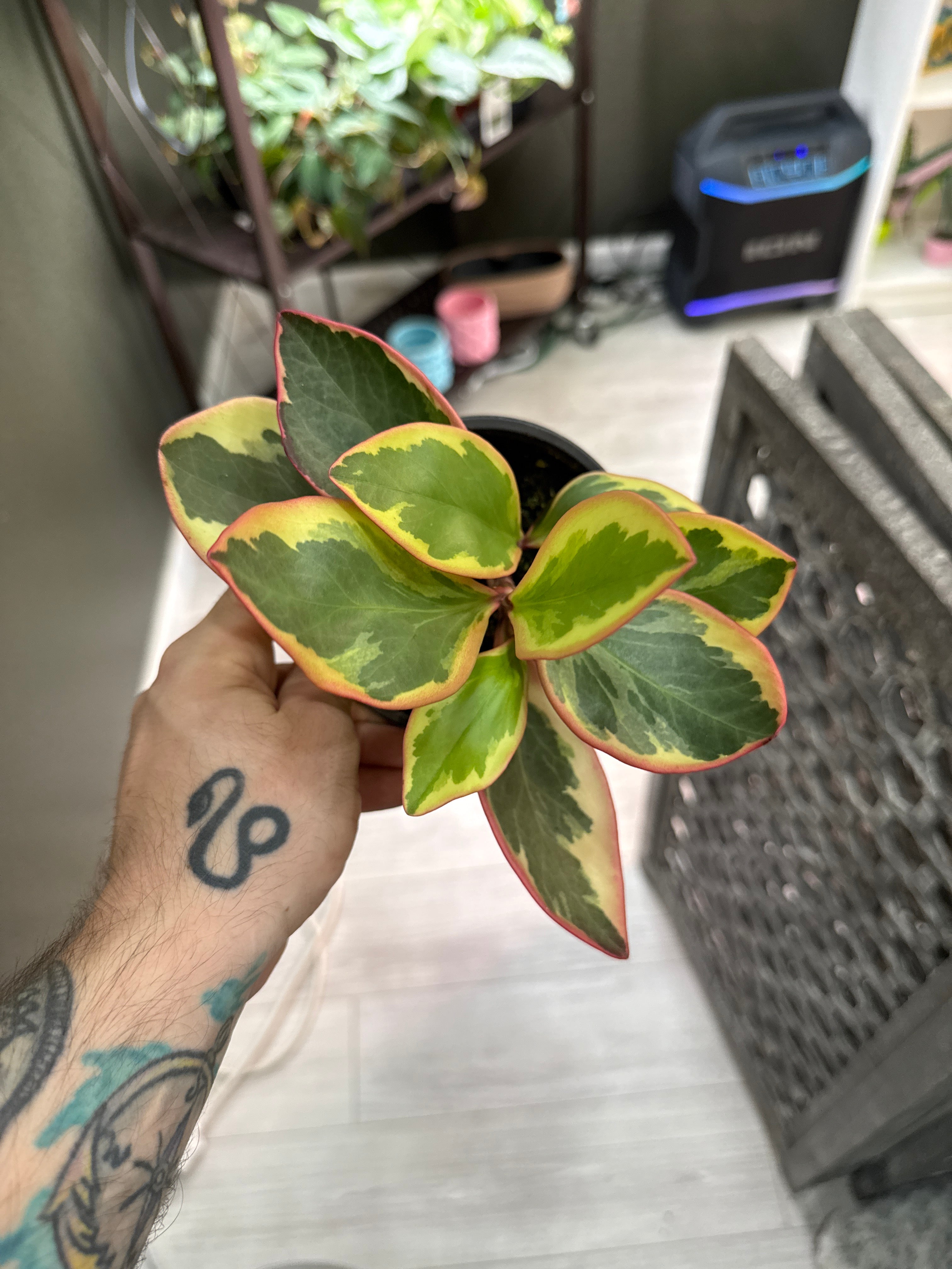 Peperomia Ginny