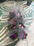 African Violet