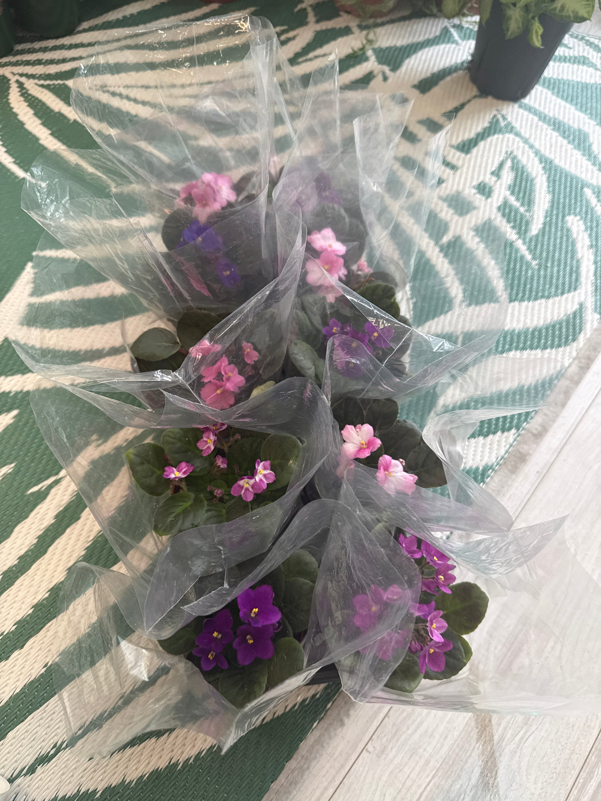 African Violet
