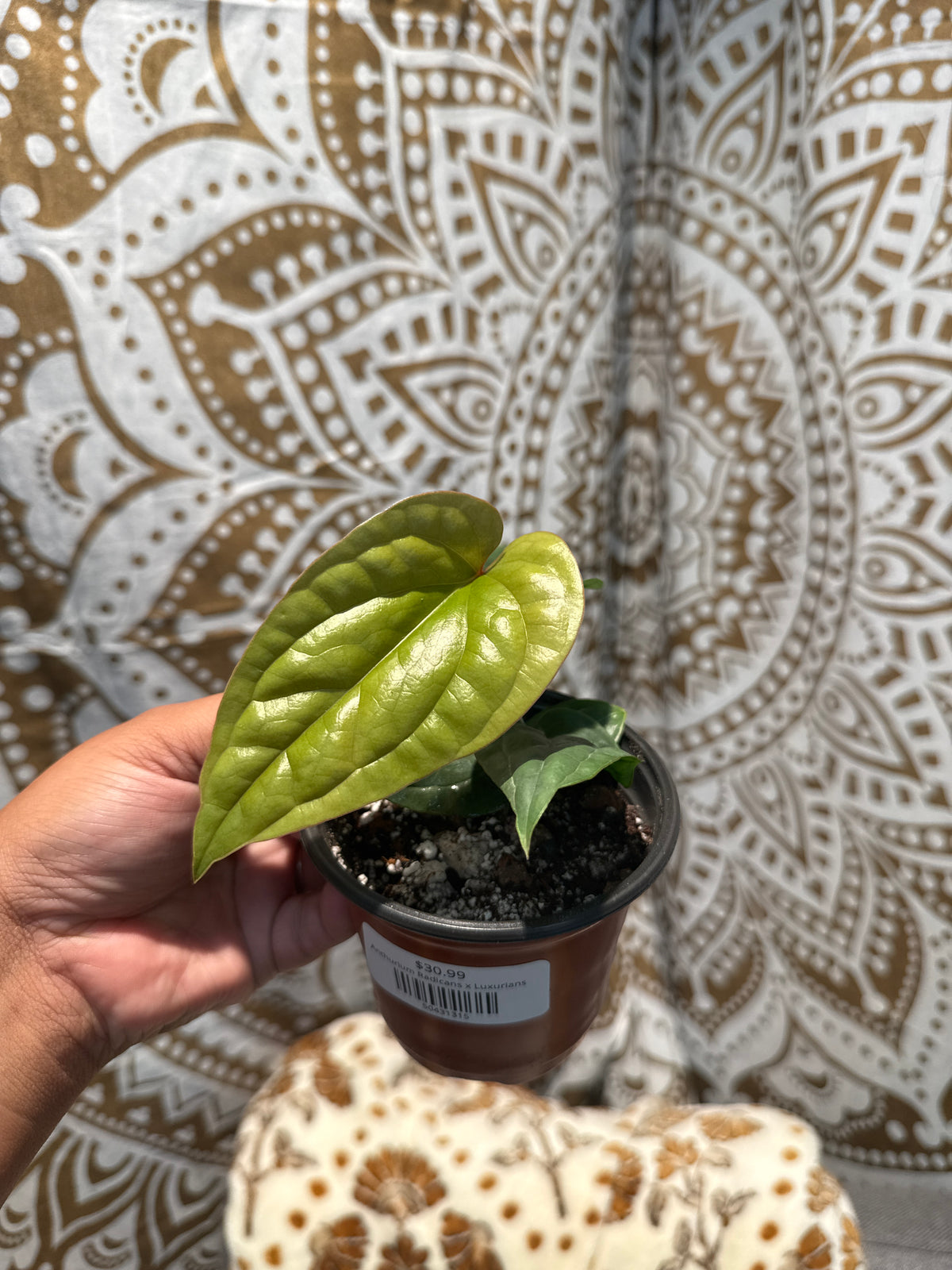 Anthurium Radicans x Luxurians