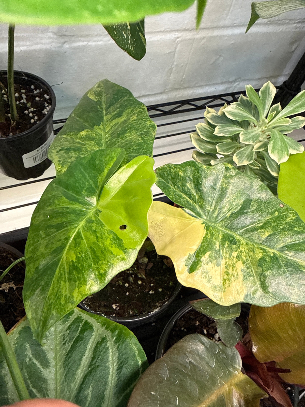 Alocasia Portora Aurea