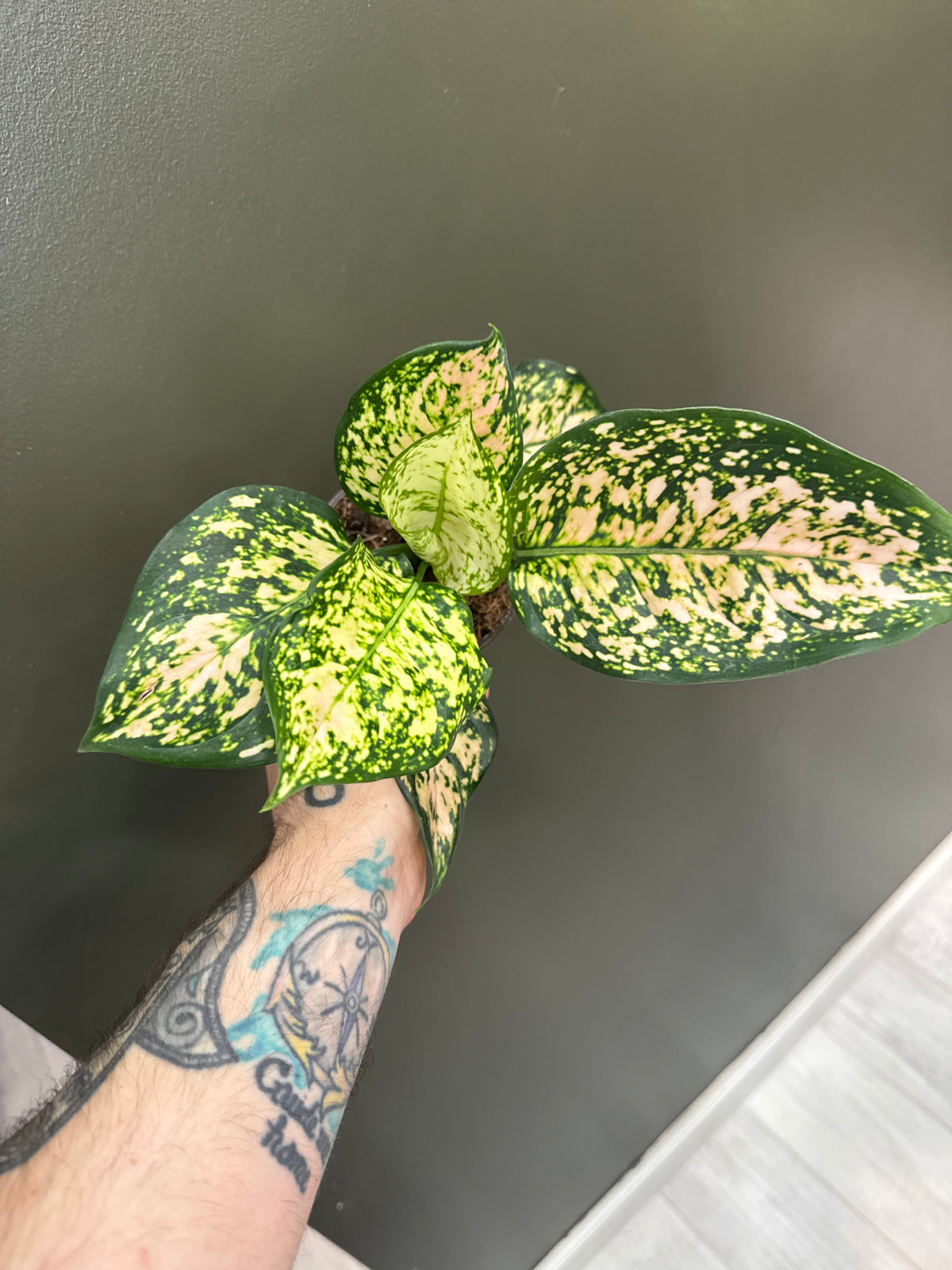 Aglaonema Eileen