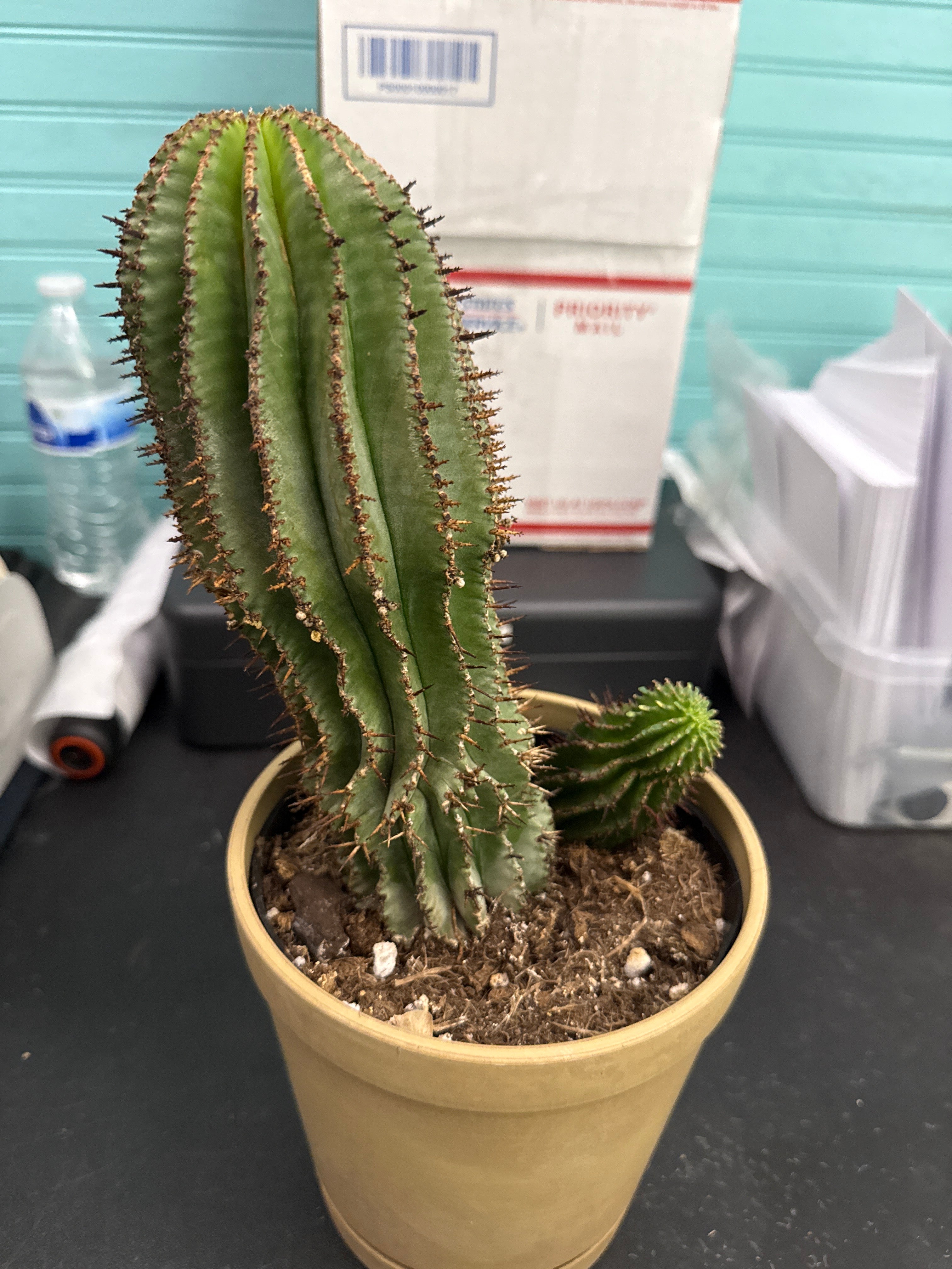 Euphorbia Cereiformis