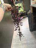 Tradescantia Chrysophylla (fuzzy baby bunny bellies)