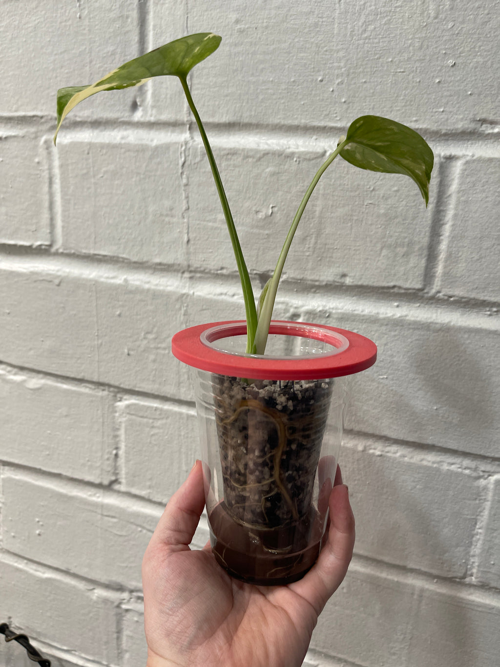 Monstera Crème Brûlée #2