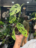 Monstera Adansonii Mottled