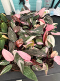 Philodendron Pink Princess