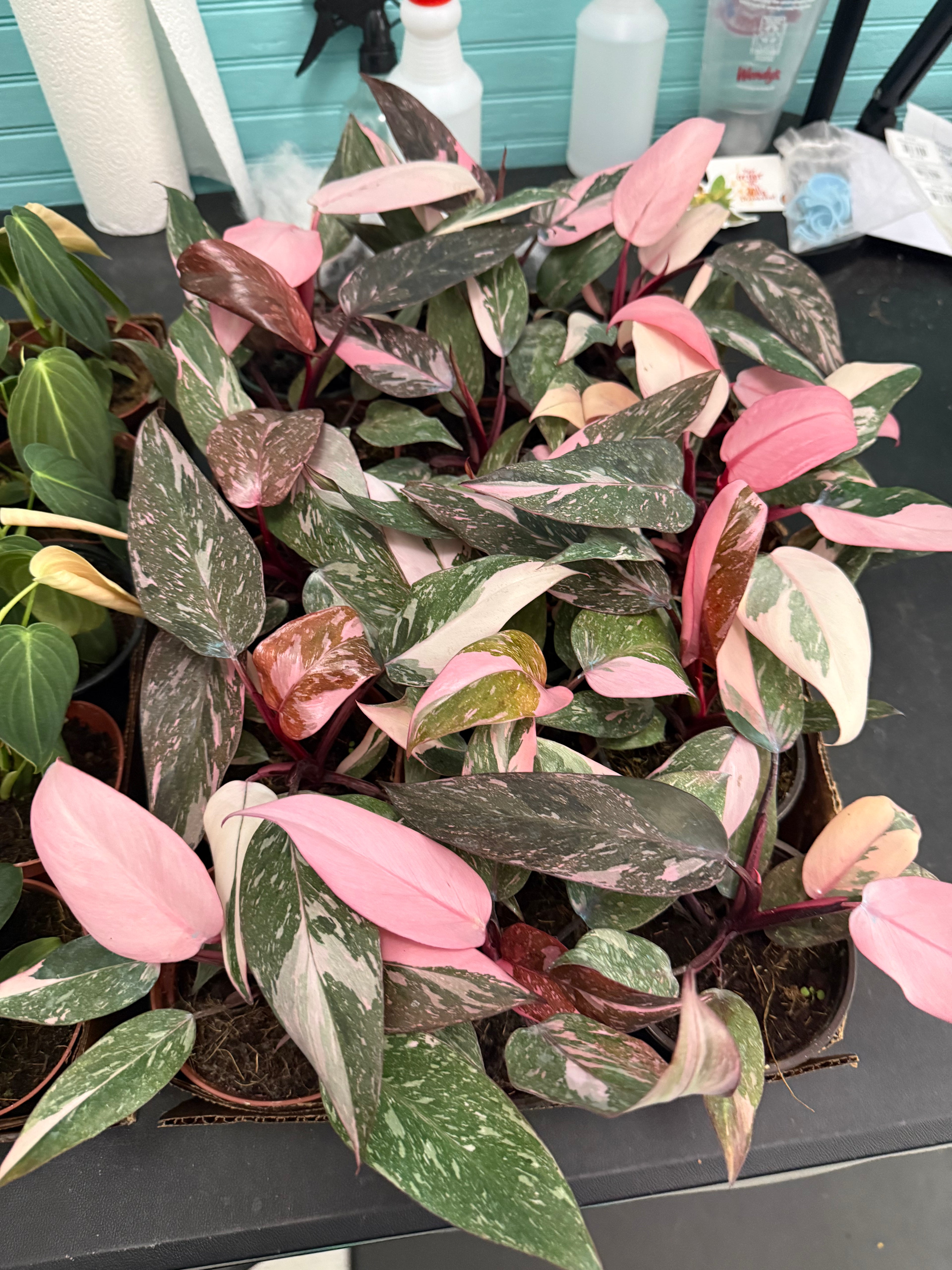 Philodendron Pink Princess