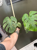 Monstera White Monster