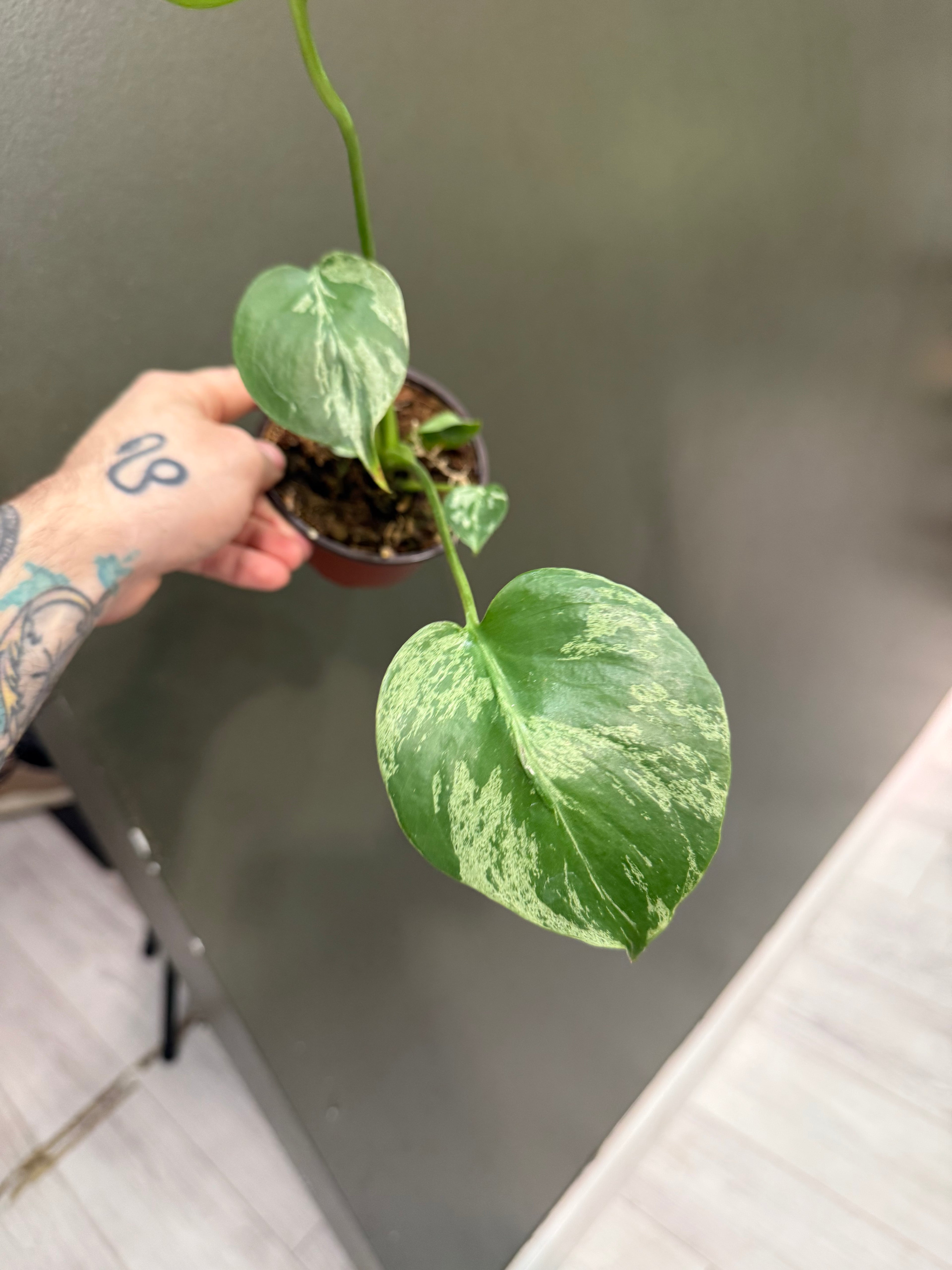 Monstera Bulbasaur
