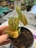 Philodendron Melanochrysum Variegated