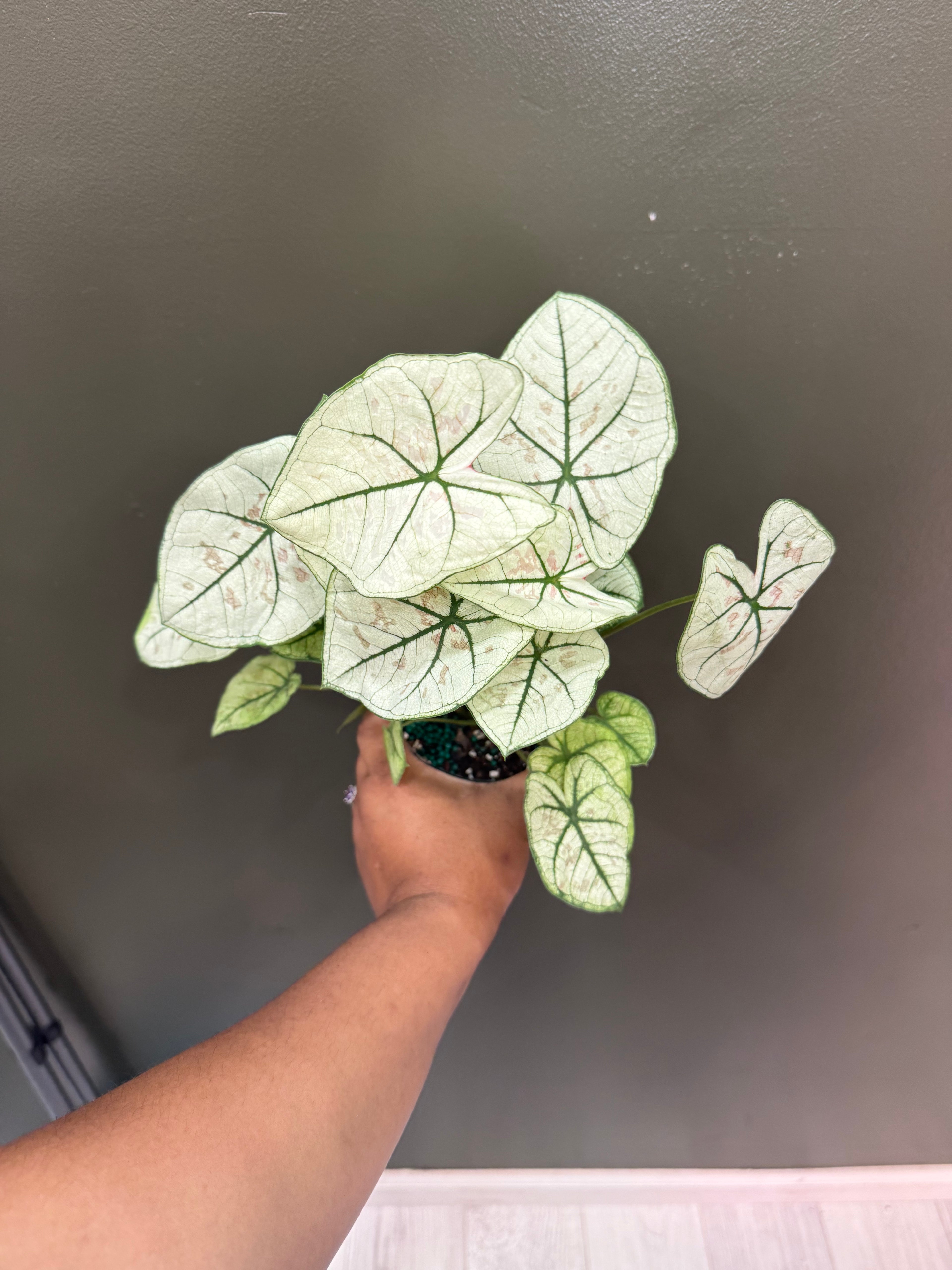 Caladium Bi-Color "Snow"