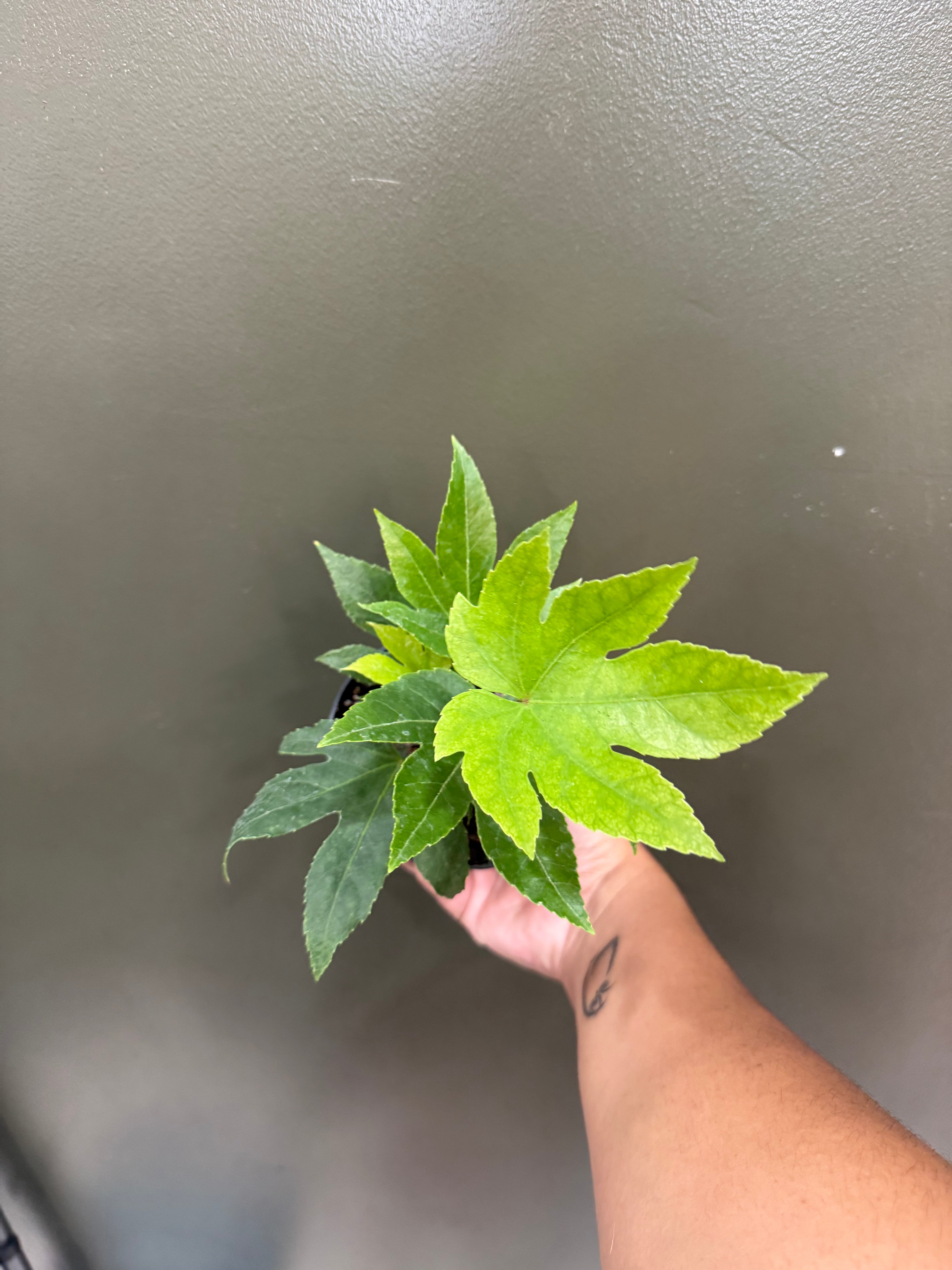 Fatsia "Japonica"