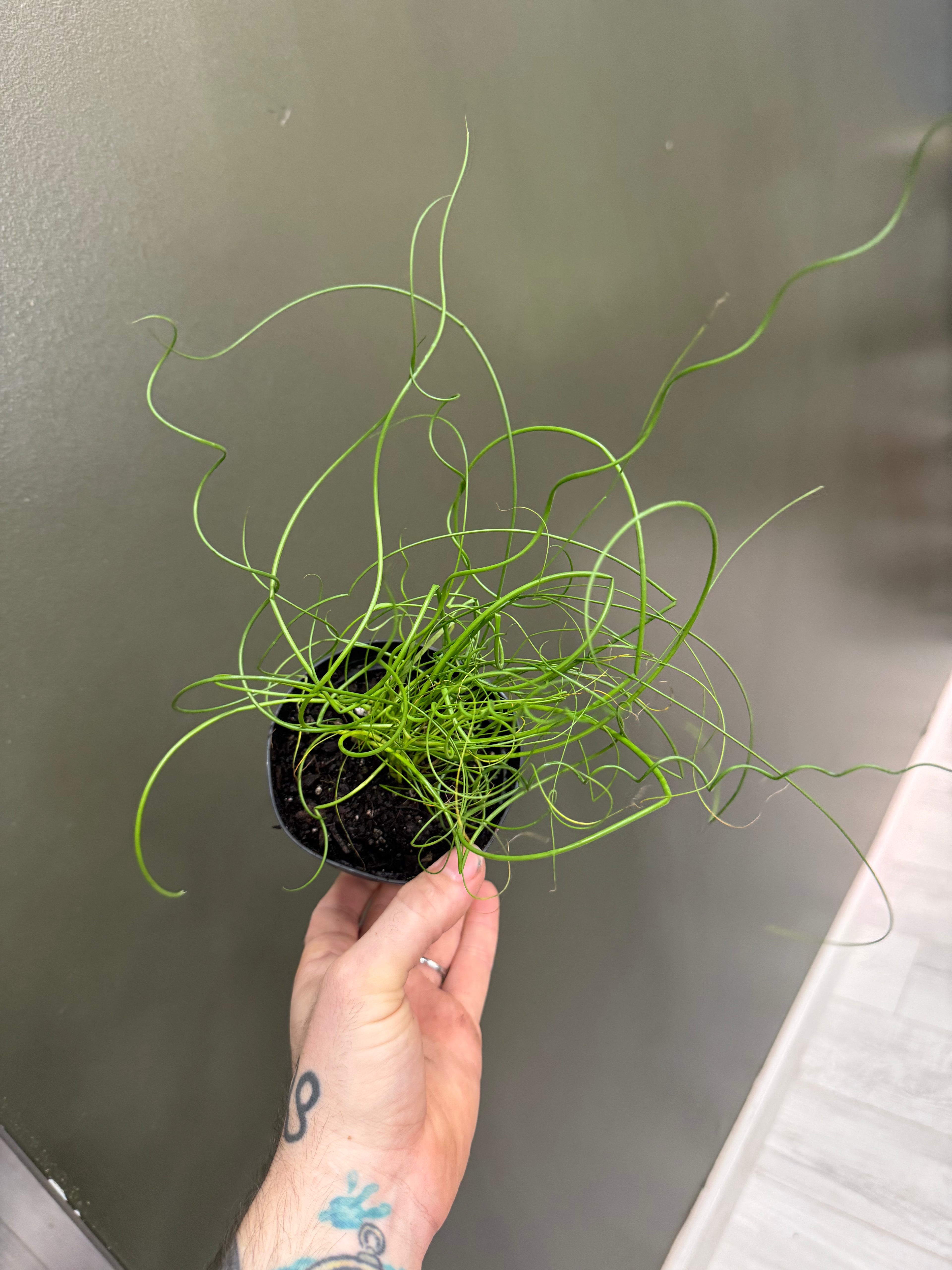 Juncus 'spiralis Twister' (Corkscrew Plant)