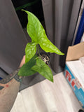 Syngonium Albo Reverted