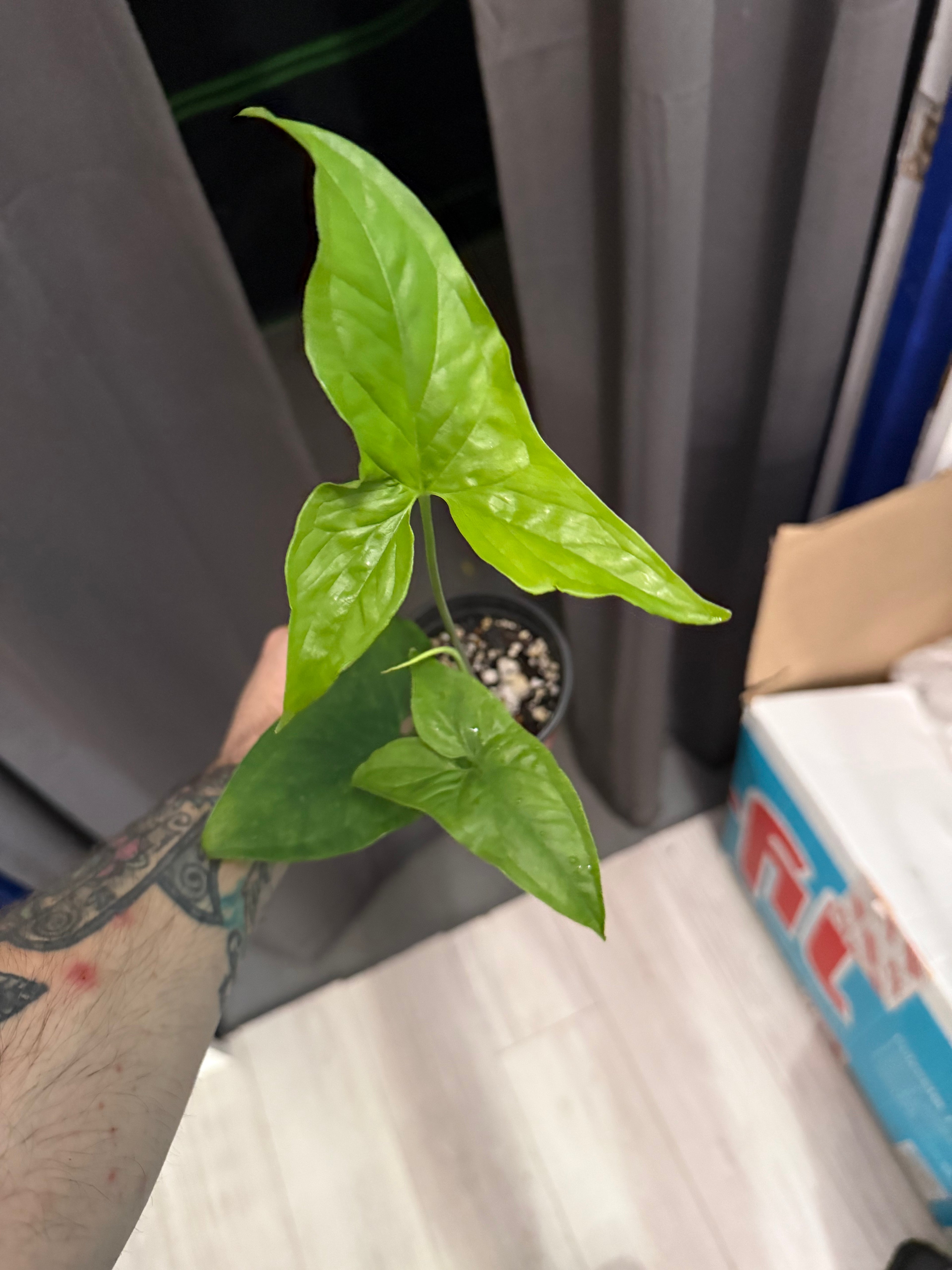 Syngonium Albo Reverted