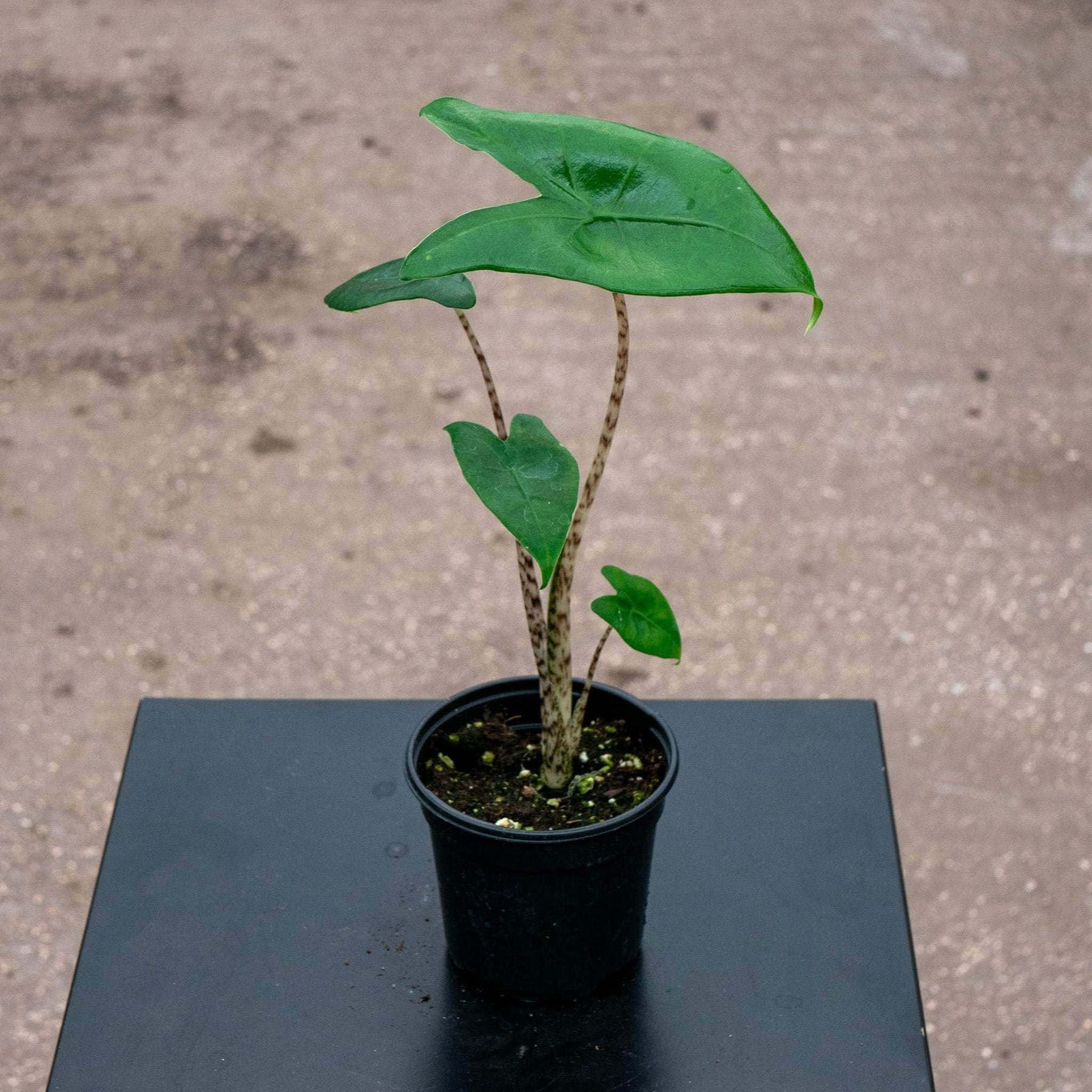 Alocasia Zebrina
