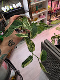 Variegated Scindapsus