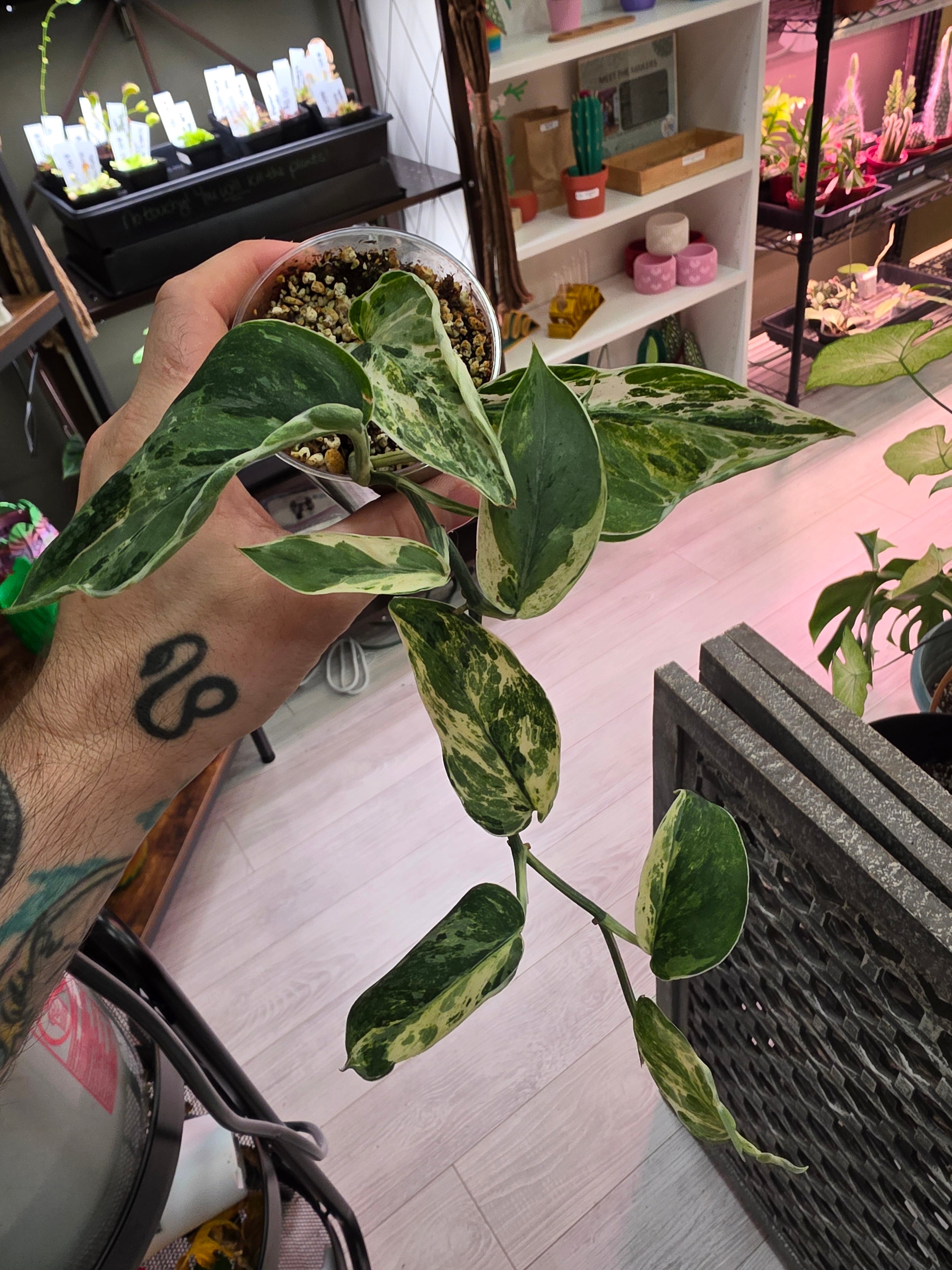 Variegated Scindapsus