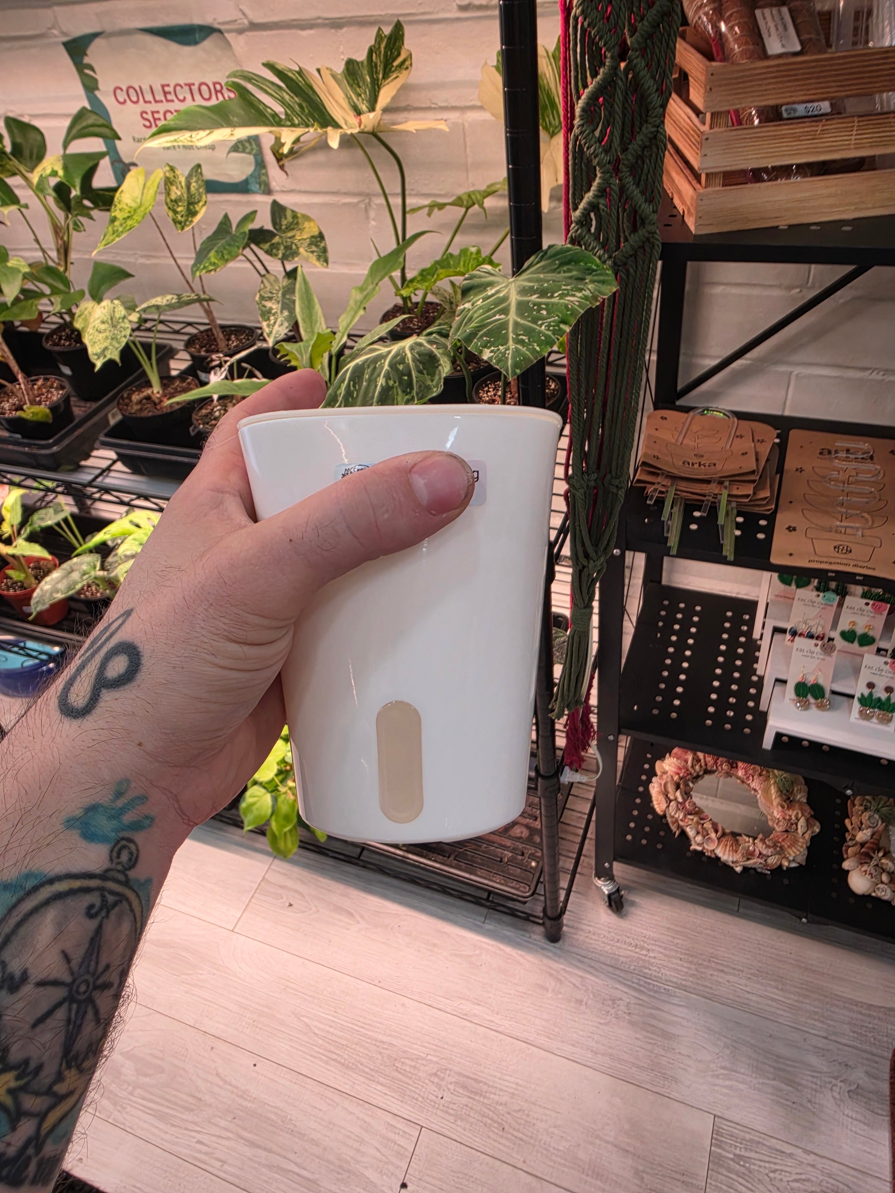 Self watering pots