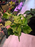Manjula Pothos