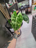 Alocasia Variegated Frydek