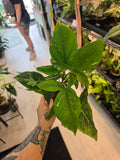 Syngonium Green Tea Salmon