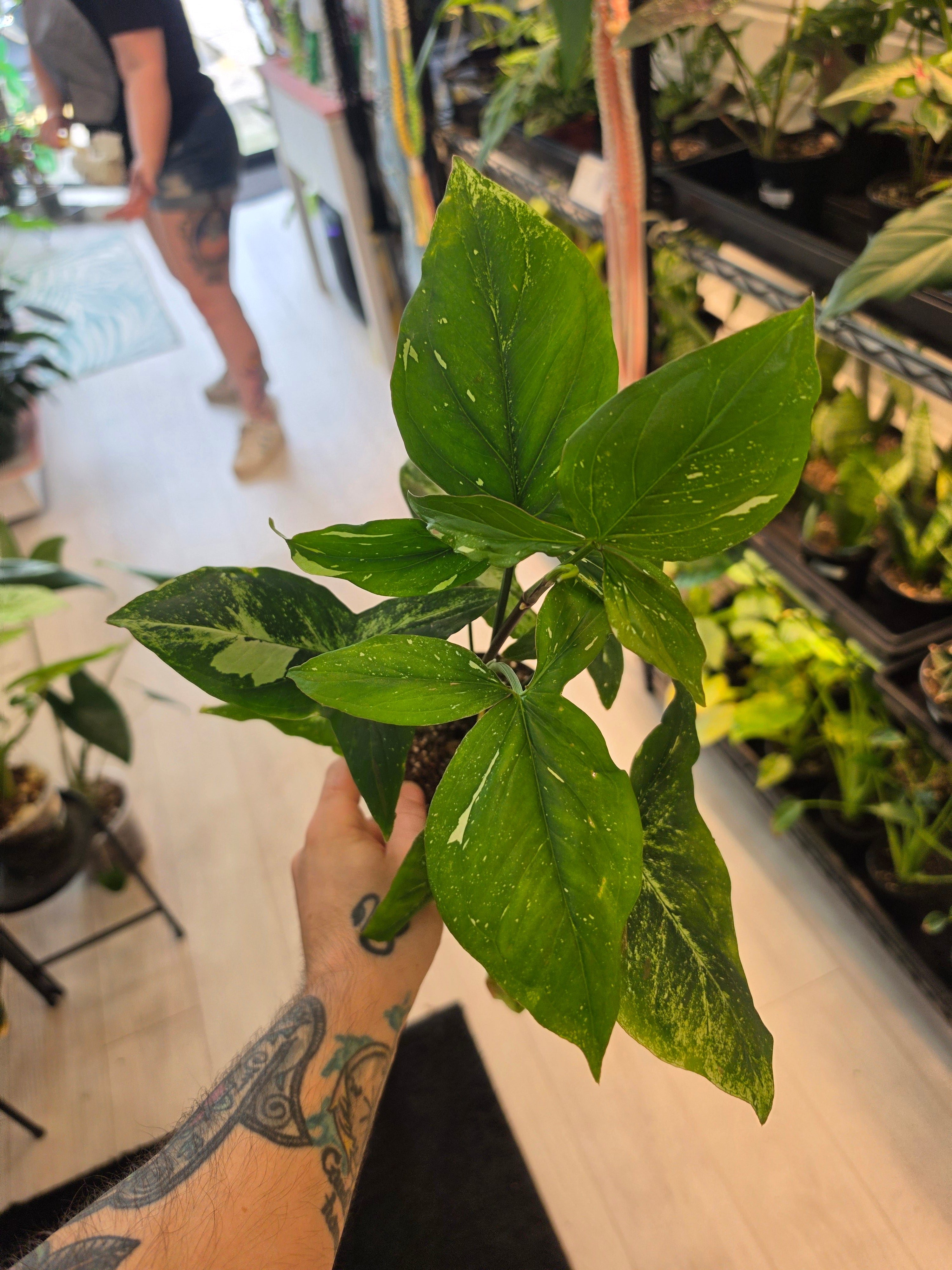 Syngonium Green Tea Salmon