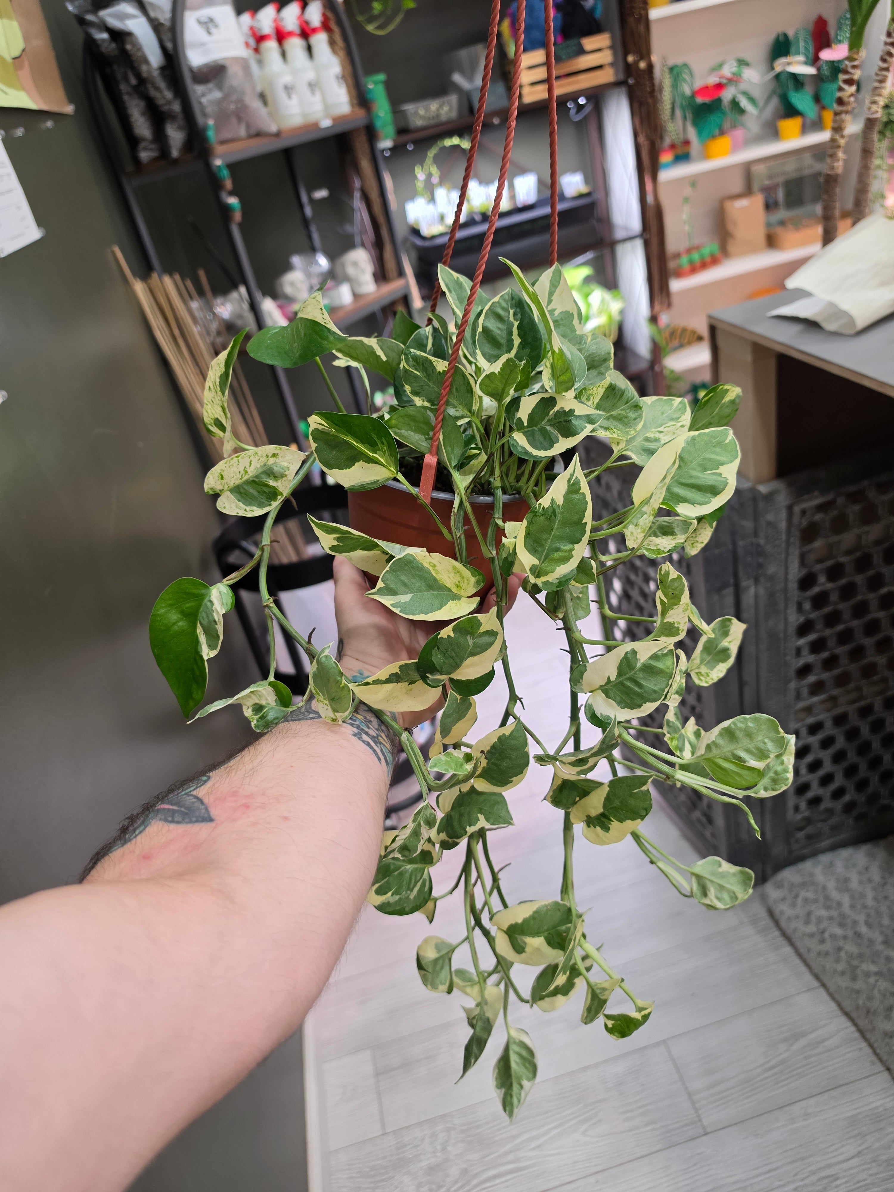 Pearls n Jade Pothos
