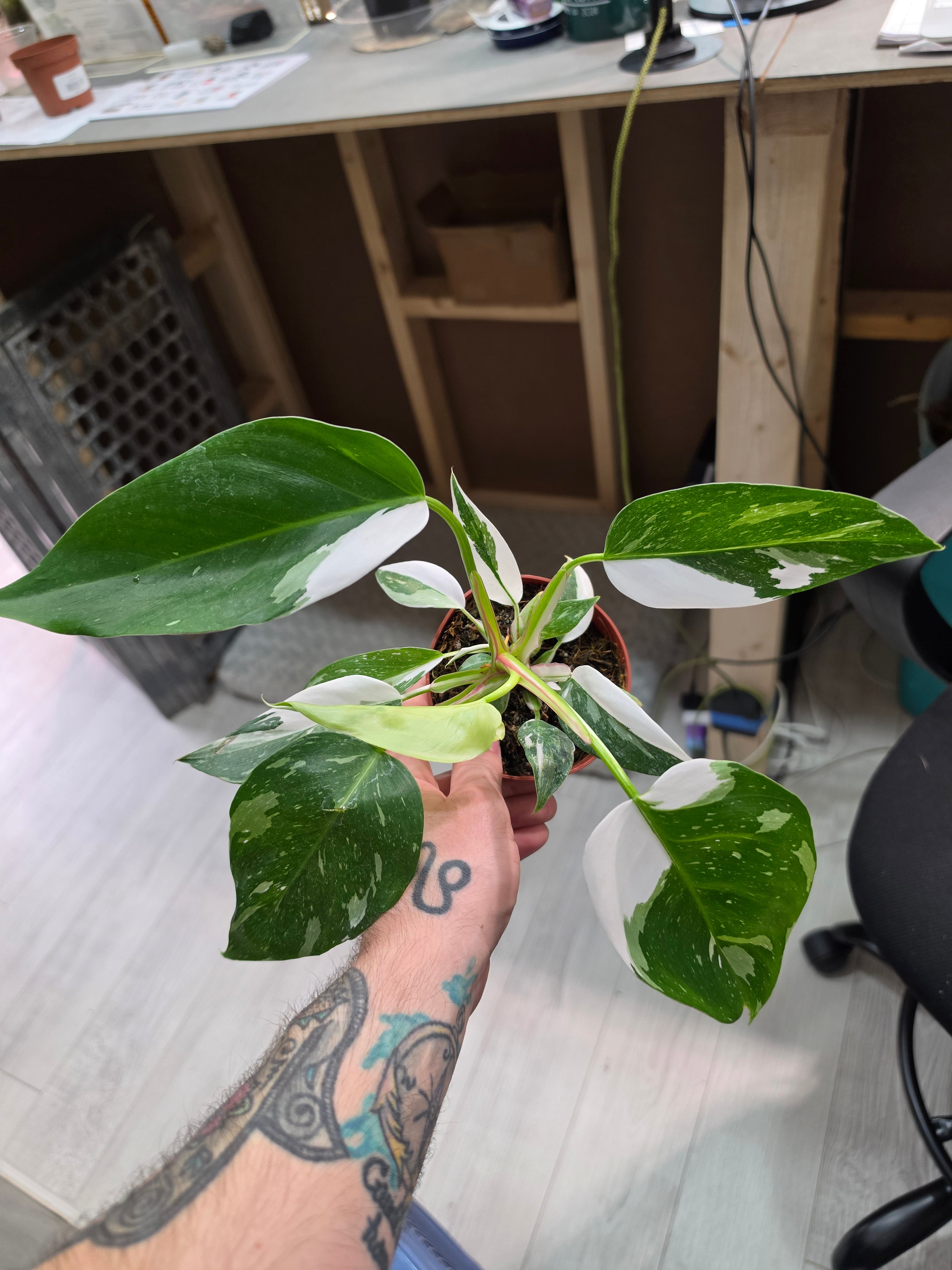 Philodendron White Princess