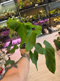 Anthurium Balaonum