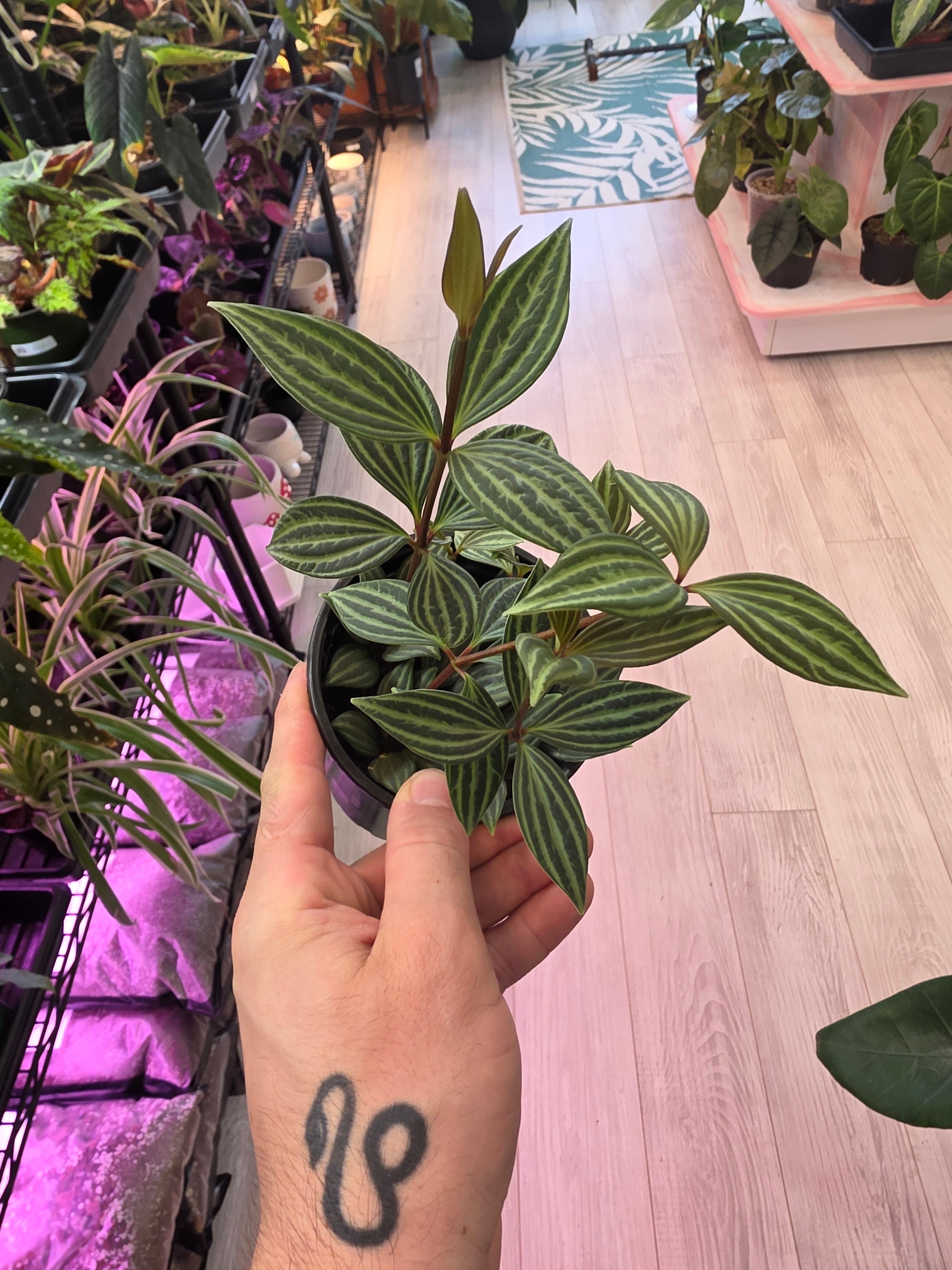 Peperomia Stilt