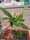Crocodile Fern