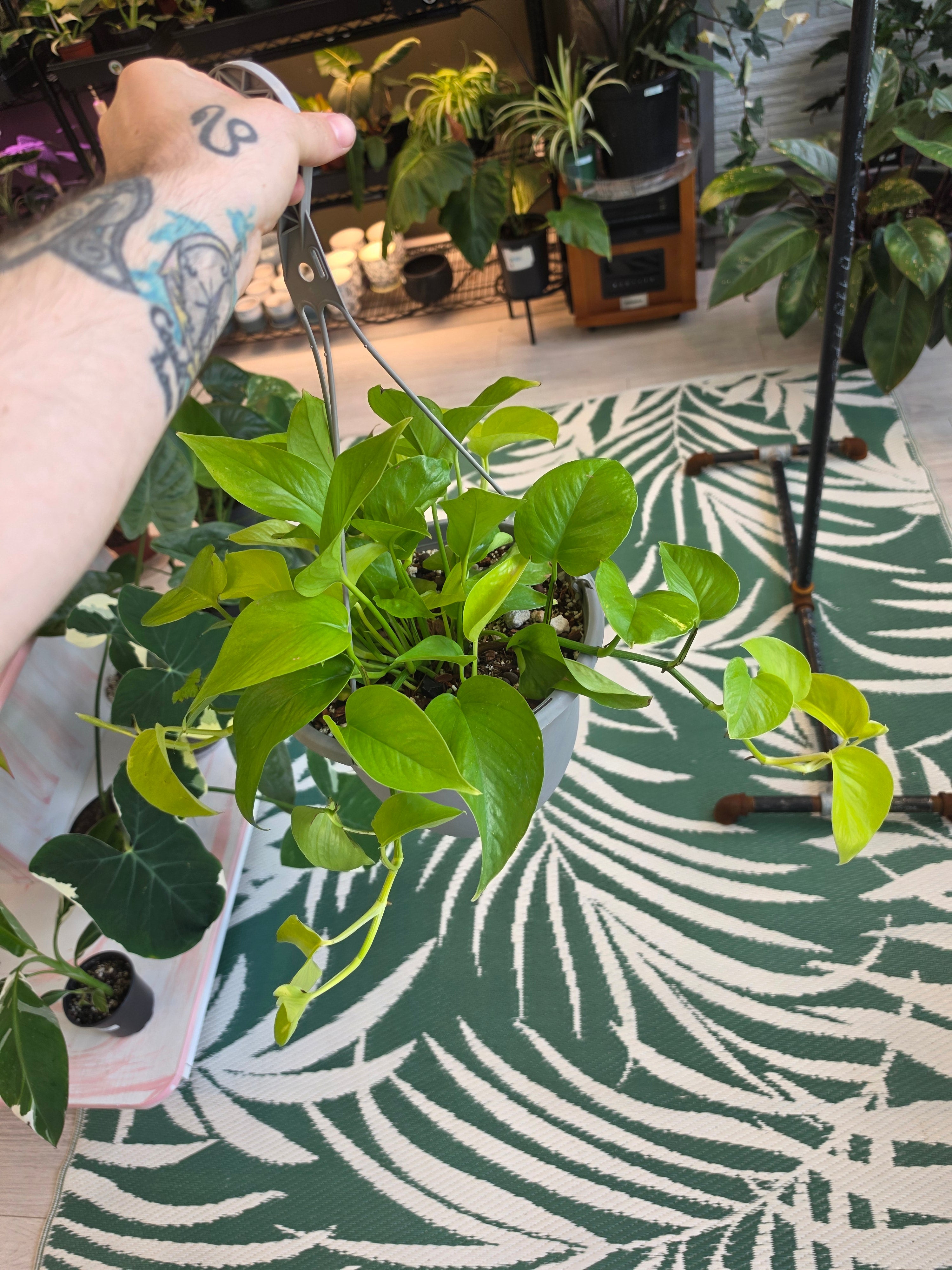 Neon Pothos