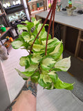 Manjula Pothos