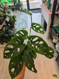 Monstera Adansonii Wide Form