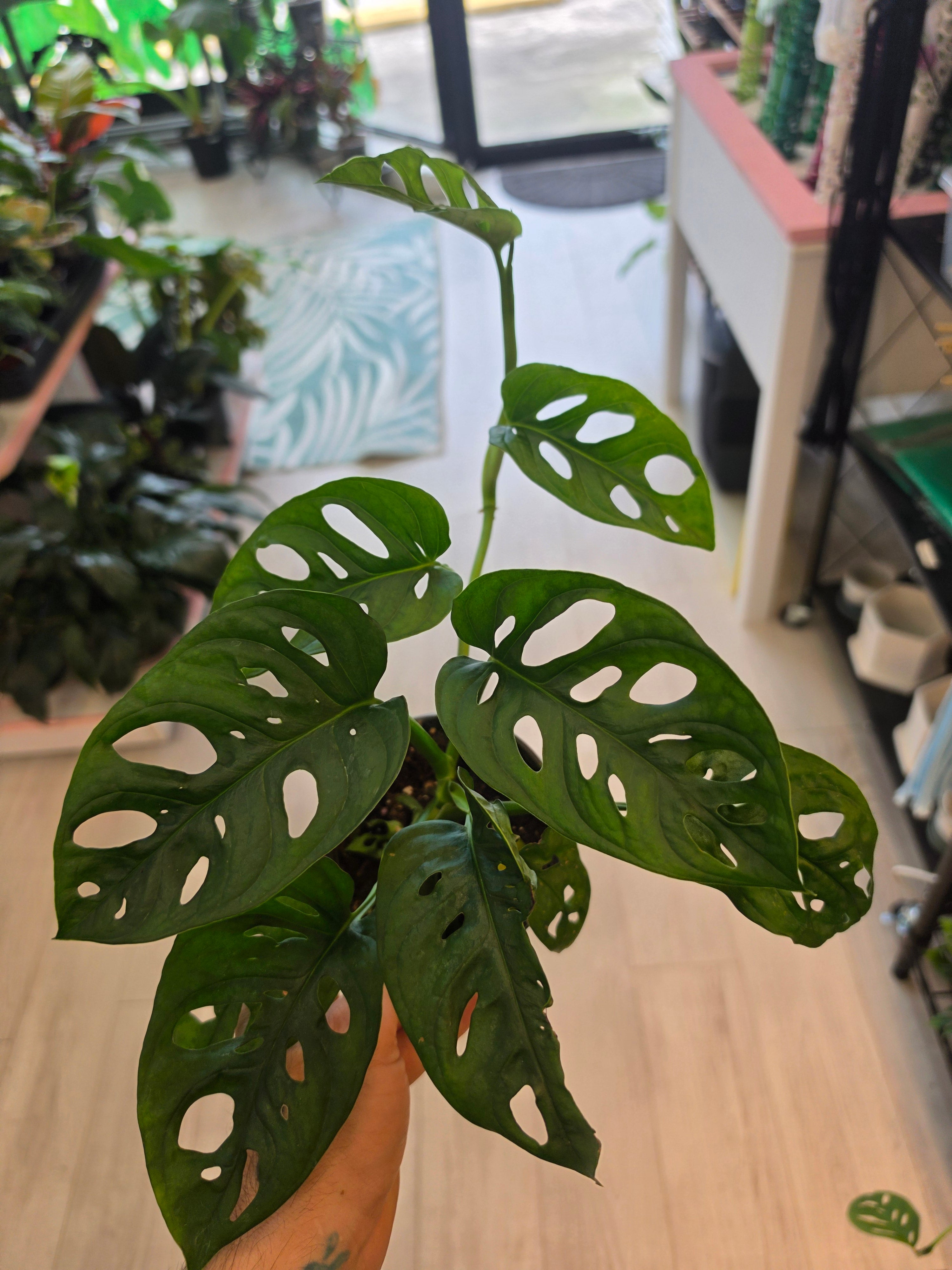 Monstera Adansonii Wide Form