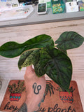 Alocasia Dragon Scale Mint