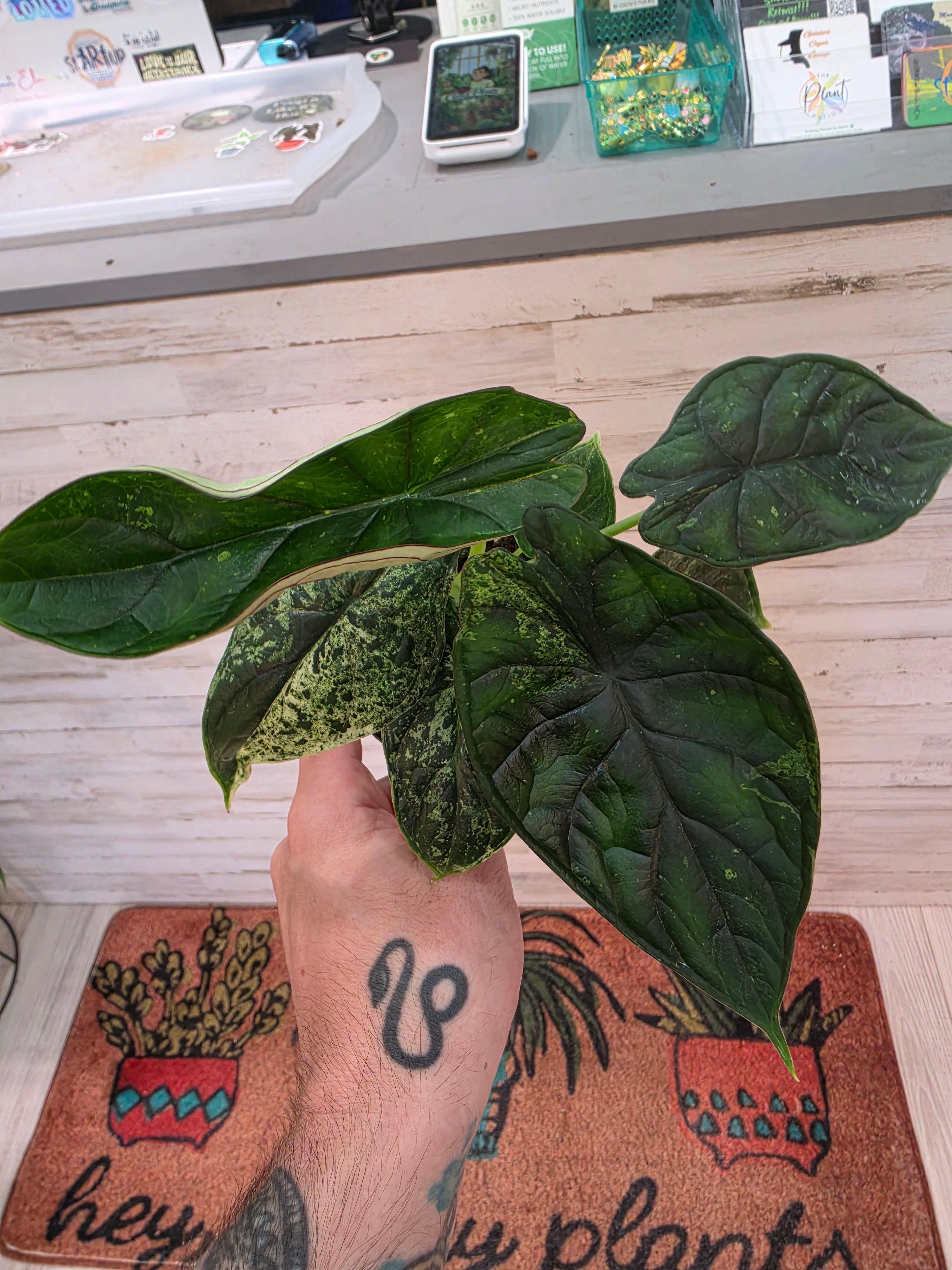 Alocasia Dragon Scale Mint