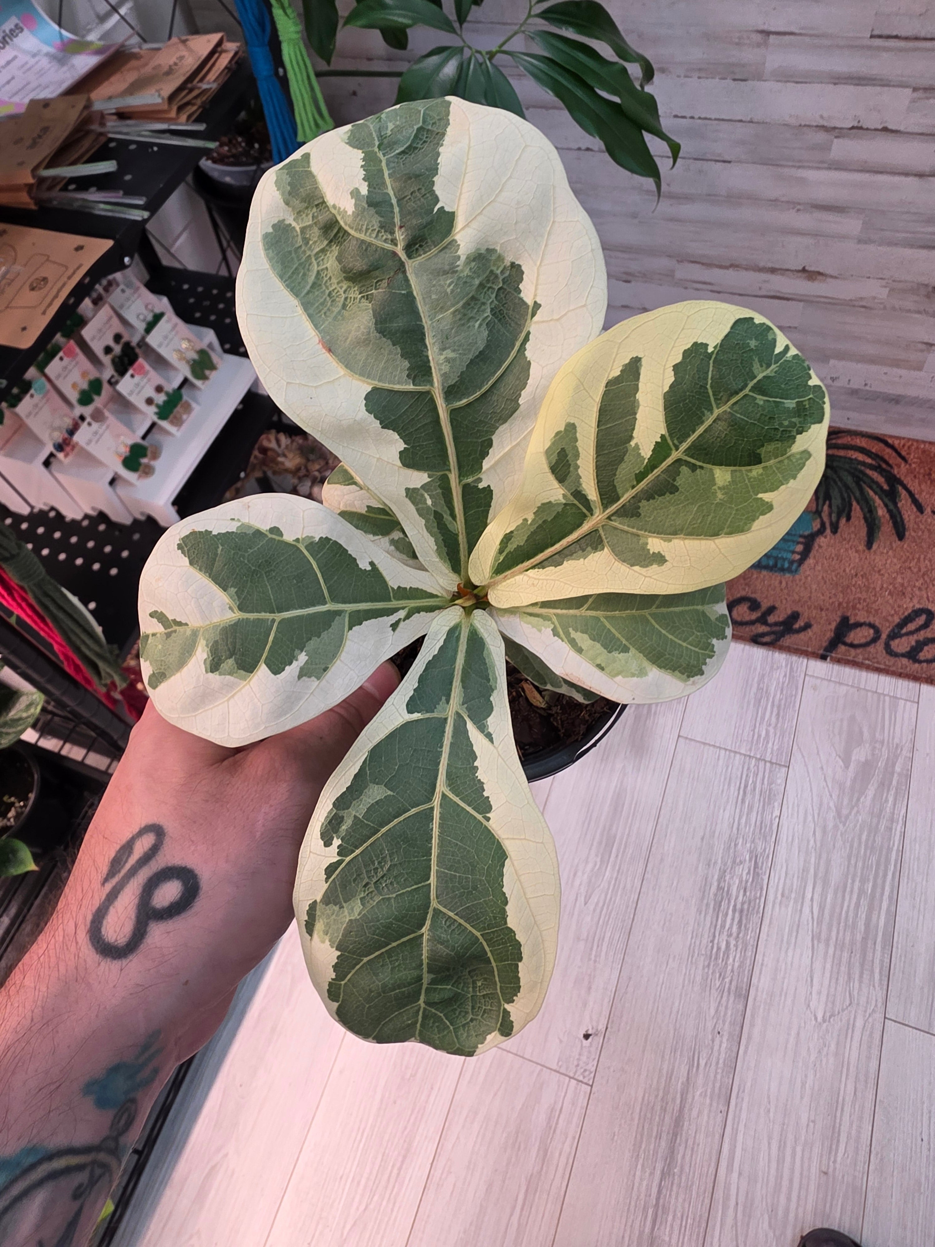 Variegated Fiddle Leaf Fig