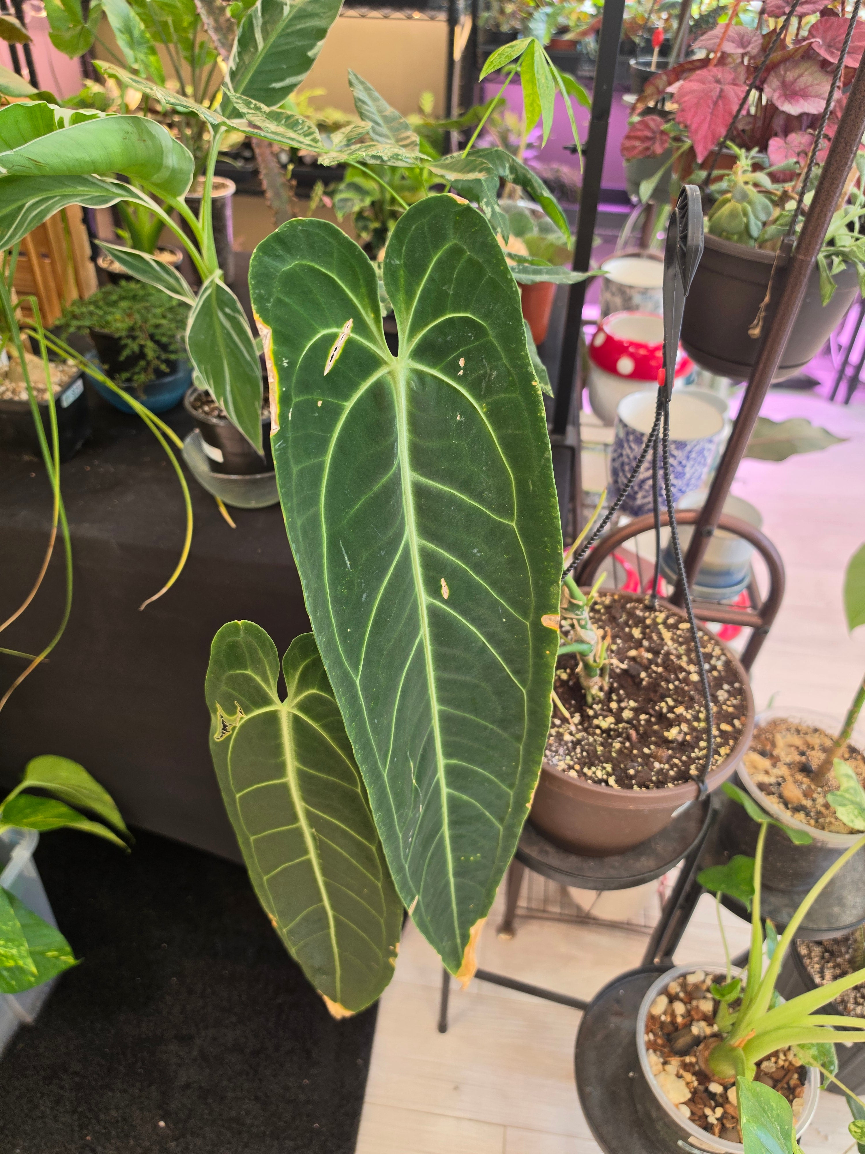 Anthurium Warocqueanem