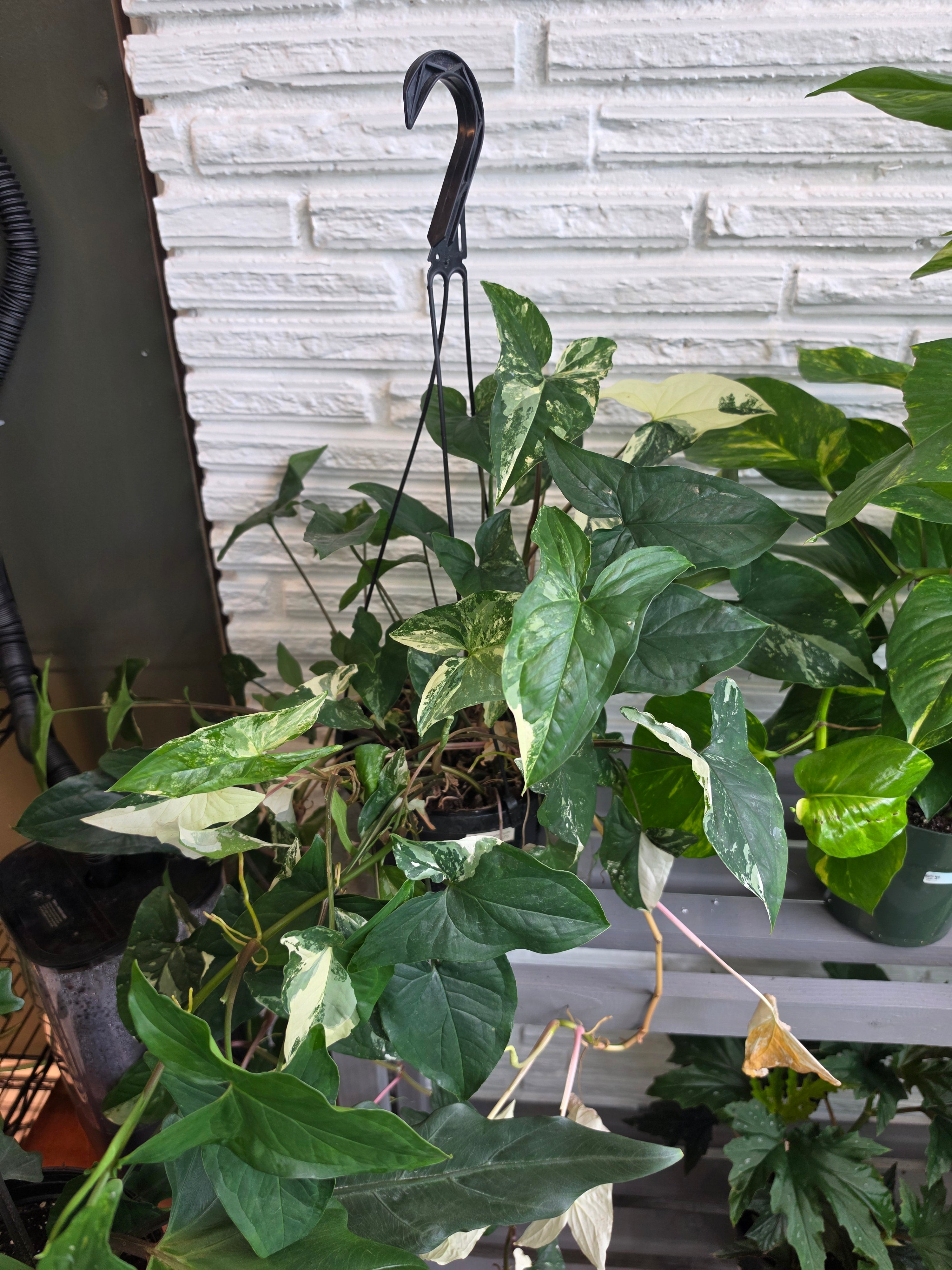 Syngonium Albo