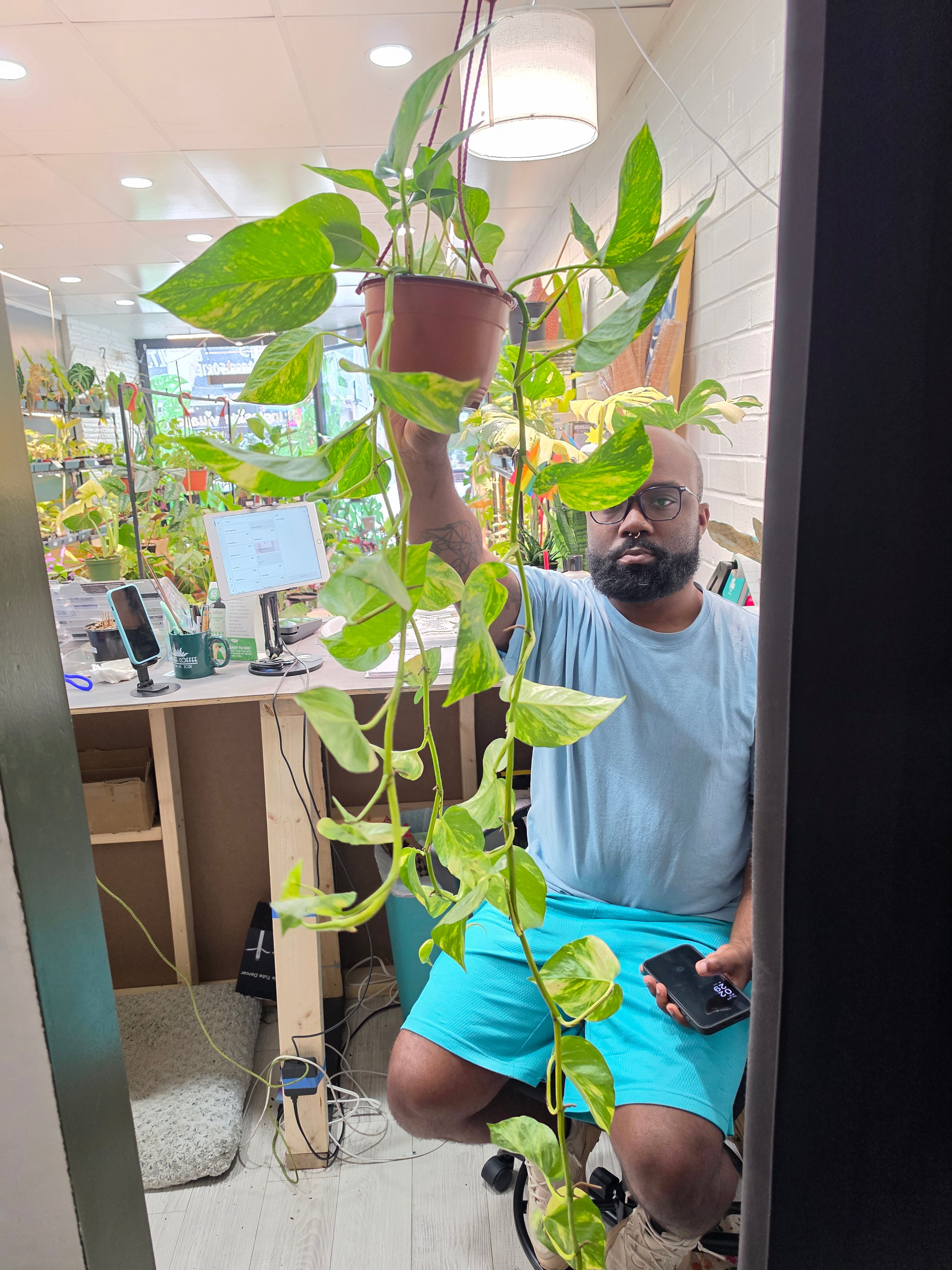Golden Pothos
