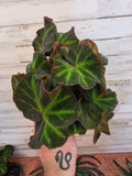 Sun Changing Begonia