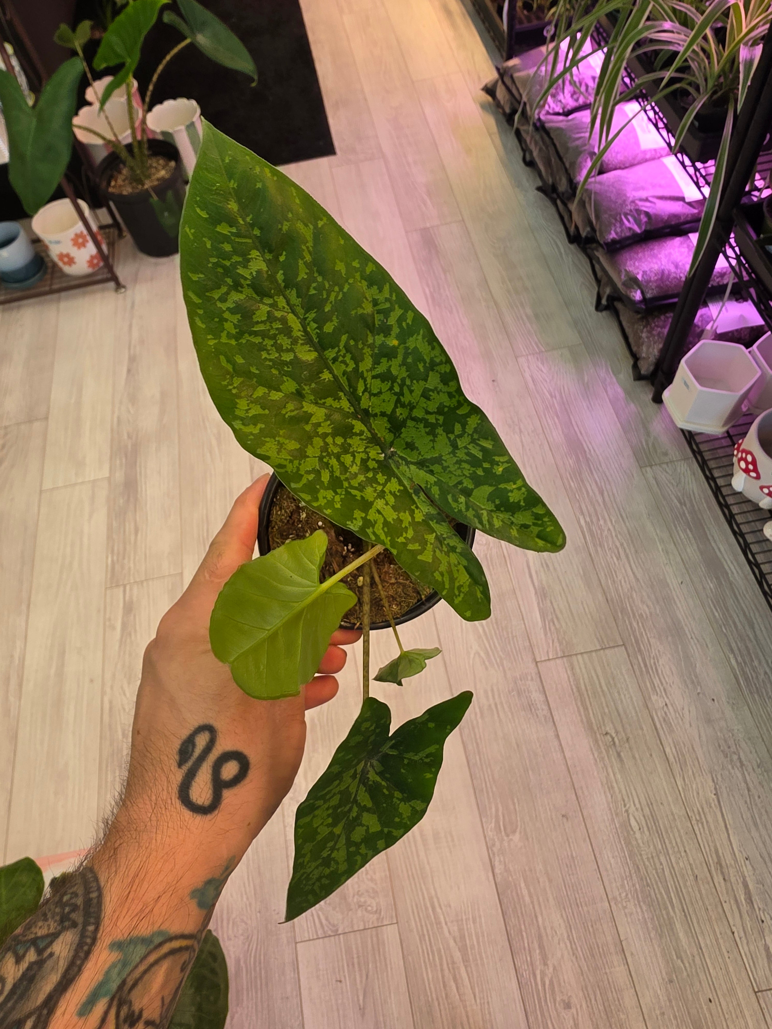Alocasia Shattered Glass