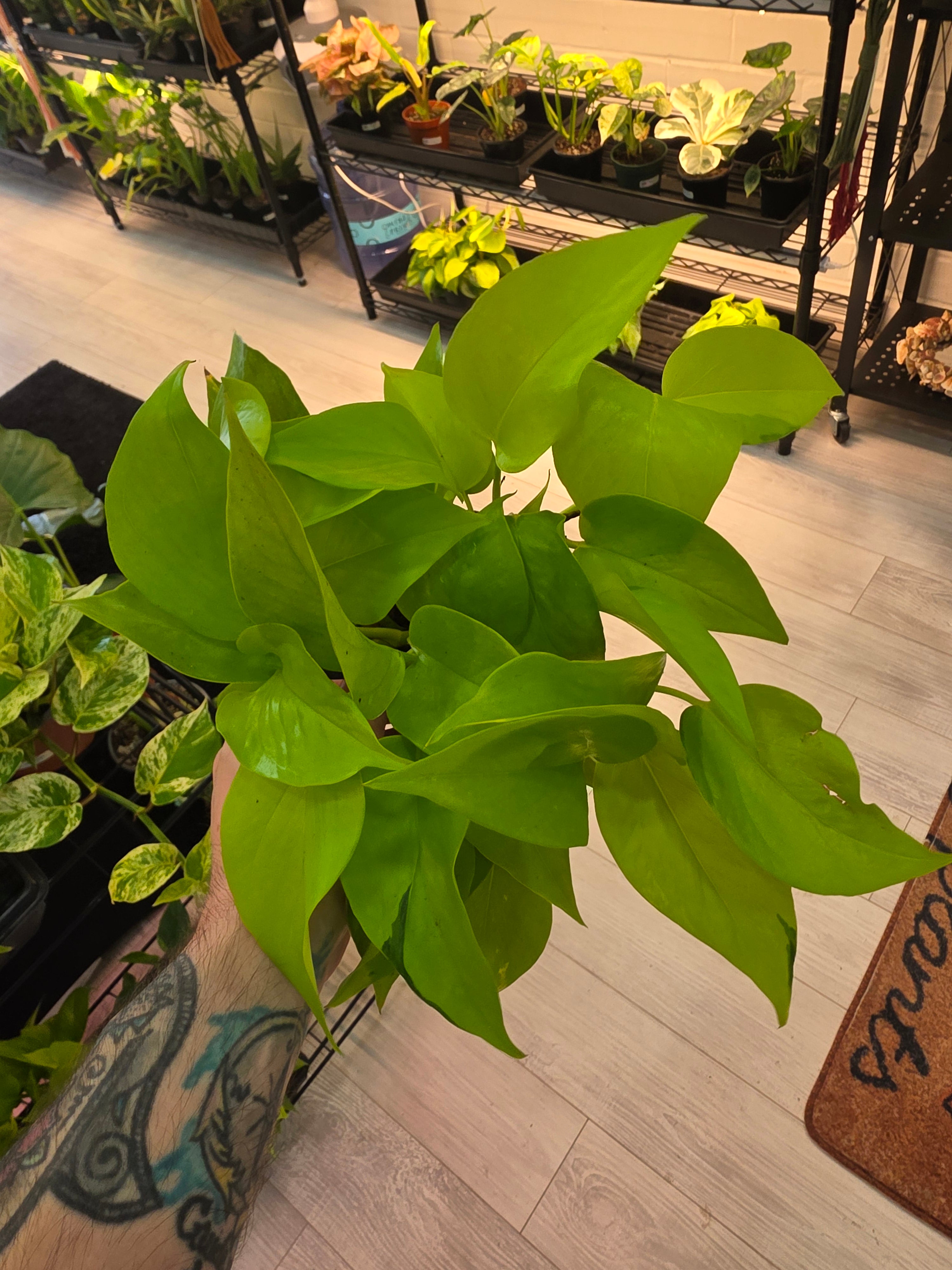 Neon Pothos