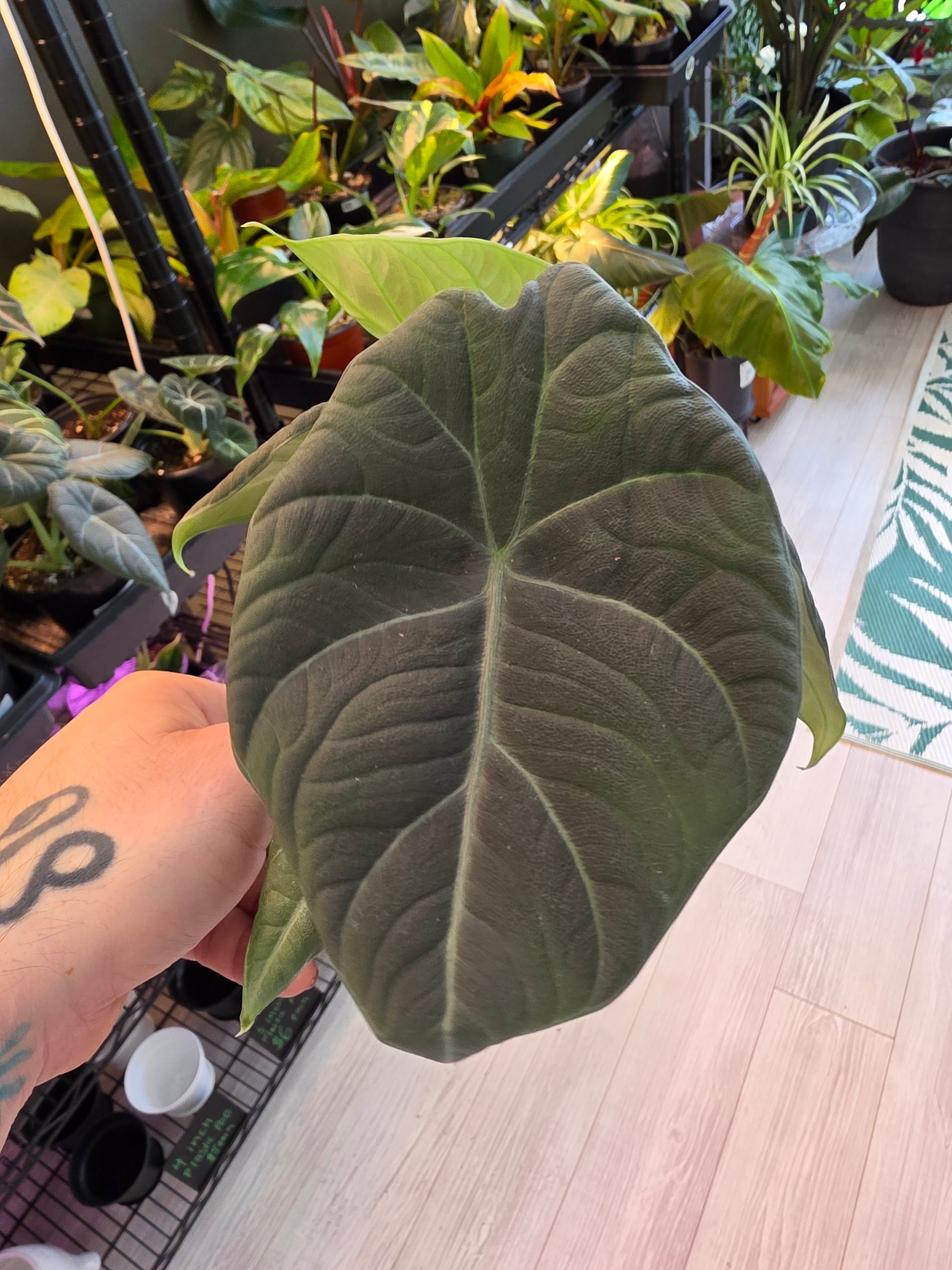 Alocasia Maharani