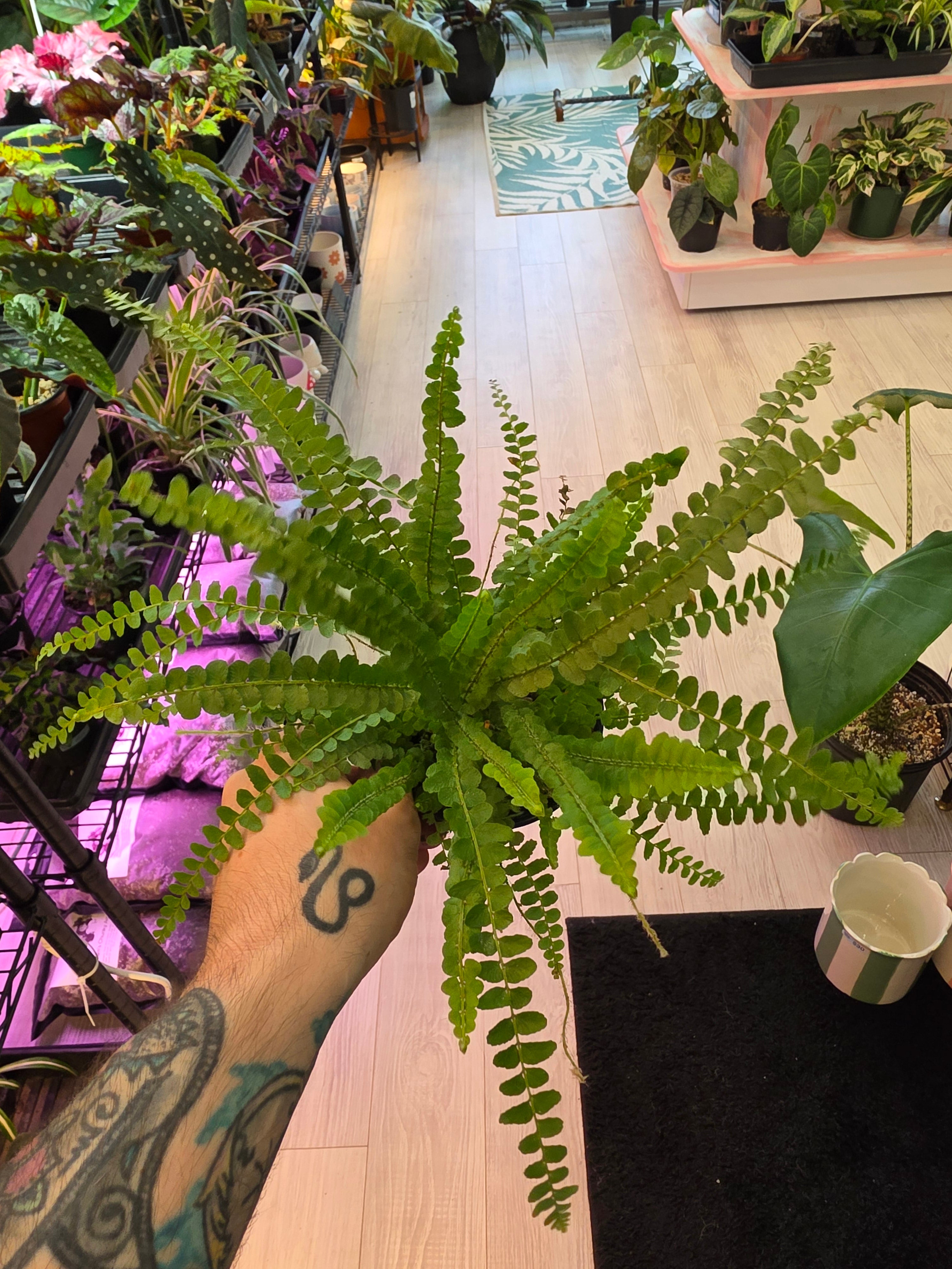 Maiden Hair Fern