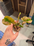 Syngonium Pink Lava