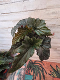 Begonia Fannie Moser